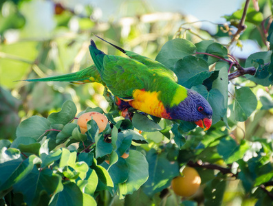 在一个分支上的彩虹澳洲鹦鹉
