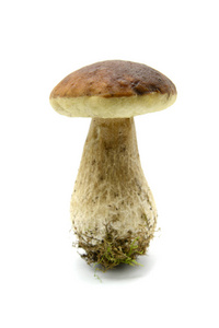 佩妮发髻蘑菇上孤立的白色背景