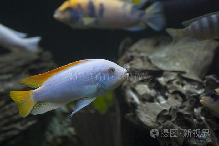 白化红鳍斑马