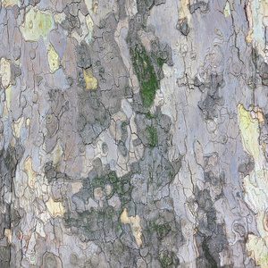 梧桐树皮的背景图片