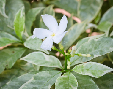 栀子花图片