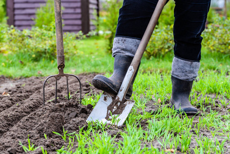 园丁在花园里挖土。准备在春天种植的土壤。园艺