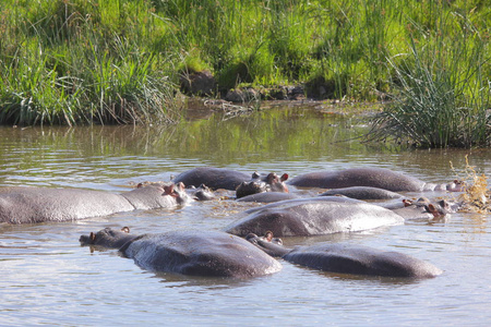 hippopotamu 在非洲大草原