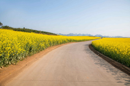 在农村公路八字罗平小花油菜花补丁