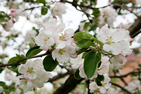在春天开花的苹果树