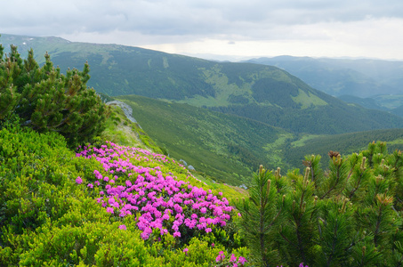 夏天风景与鲜花