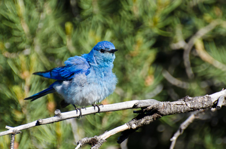 折的山蓝知更鸟栖息在一棵树