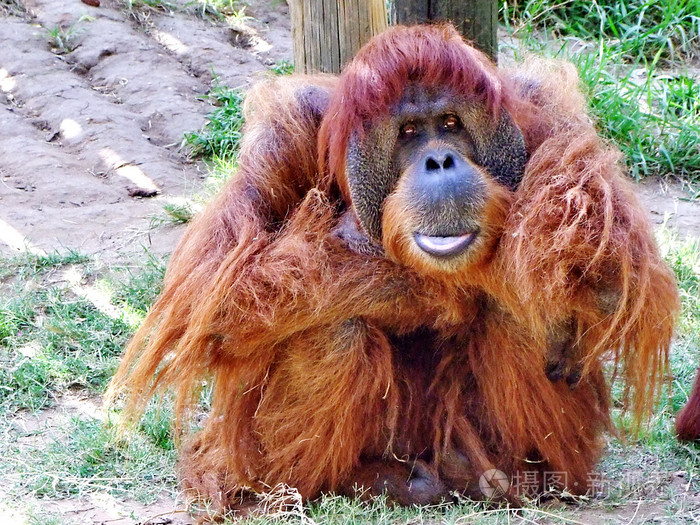 红毛猩猩宏肖像