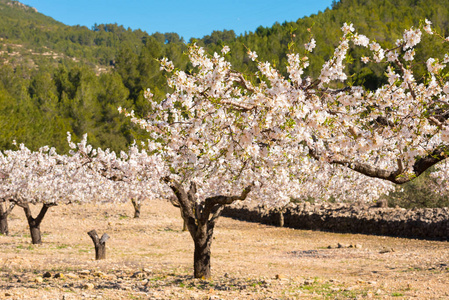 开花的杏仁树在西班牙森林