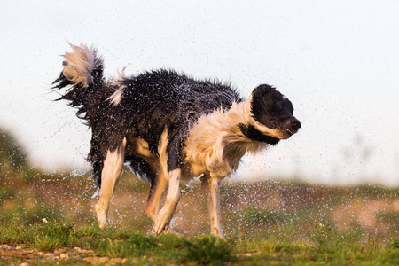 边境牧羊犬摇湿的毛皮图片