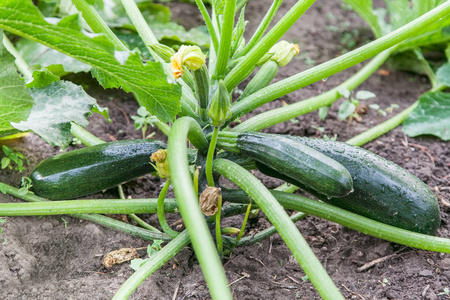 绿色西葫芦种植在花园里