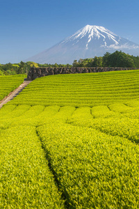 茶园和富士山