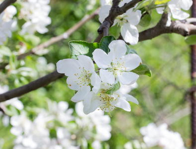 苹果花在花园里