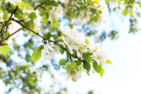 明亮的白色花朵早春开花苹果树