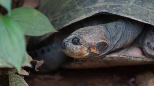 前视图与腿部和头部里面它在厄瓜多尔的亚马逊流域的壳龟。共同的名字 Charapa。科学名称 侧颈龟 unifilis