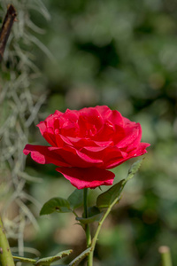 详细的背景花园里的红玫瑰