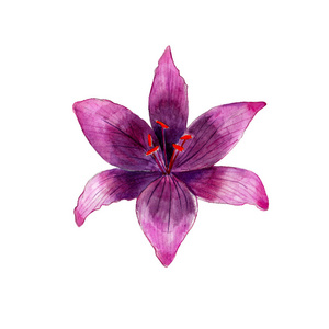 水彩画紫色百合花卉，手绘，孤立在白色背景上