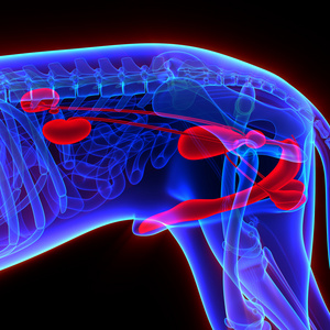 狗解剖图片-狗解剖素材-狗解剖插画-摄图新视界