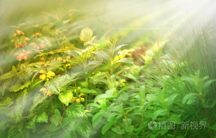 花卉和植物在花园被早晨的阳光照射