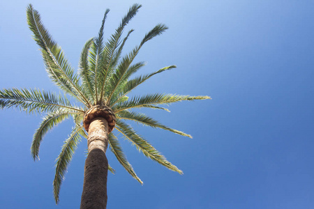 蓝蓝的天空背景上的绿色棕榈树