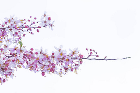 野生喜马拉雅樱桃李属樱花盛开在白色的背景和目标