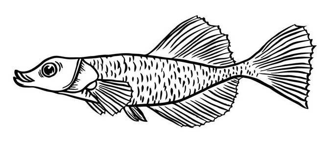 热带鱼矢量手绘插图