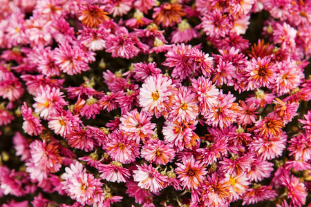从大量的粉红色菊花花朵背景