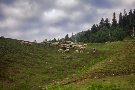 羊山