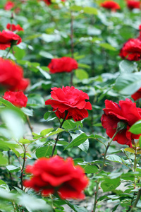 红玫瑰花朵的花园