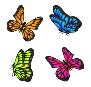 组的真正五颜六色的蝴蝶飞孤立图片