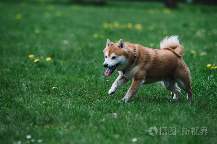 草地上跑的日式狗shibainu