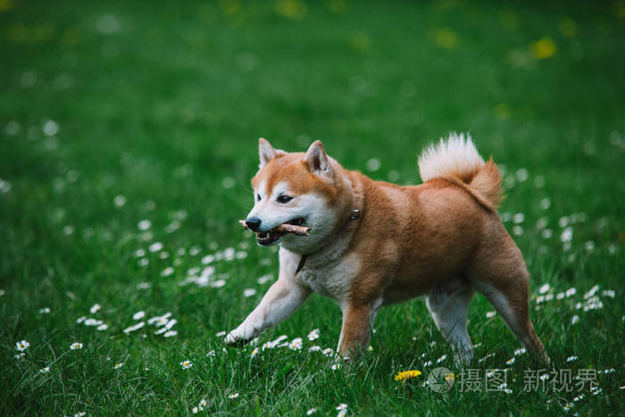 草地上跑的日式狗shibainu