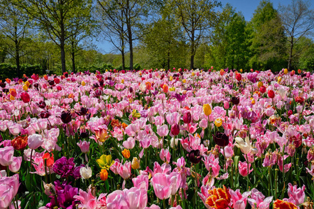 盛开的郁金香花坛在荷兰库肯霍夫花园