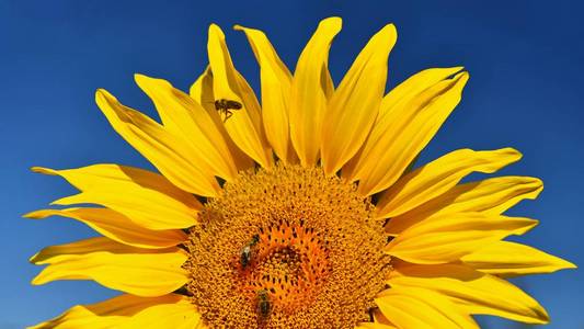 蜜蜂与花向日葵。盛开在农场场与蓝蓝的天空。美丽的自然彩色的背景