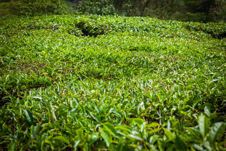 马来西亚金马伦高原的茶园