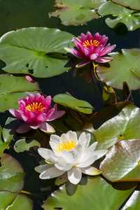 粉红水百合花