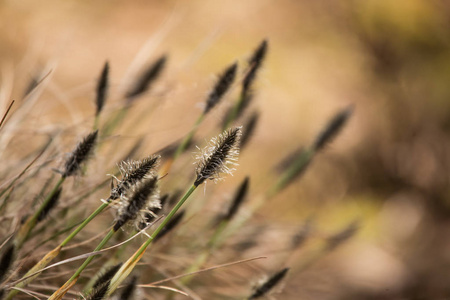 兔子尾巴漂亮的兔子尾巴 cottongrass 在自然栖息地在早春照片