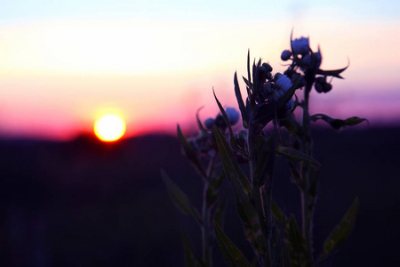 落日的映衬下轮廓植物花