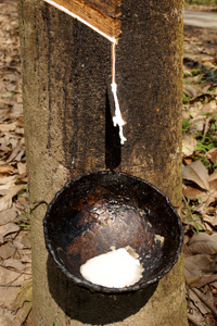 乳胶提取滴水从段橡胶树到窝
