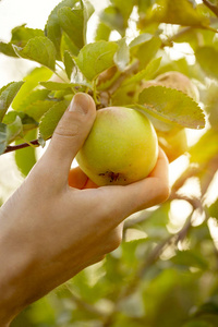 农夫成年男子在花园日落采摘新鲜的苹果