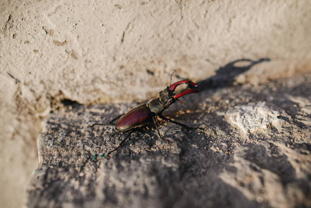 Lucanus lucanus 鹿或者牡鹿 beetl 野生动物在岩石甲虫关闭了图像