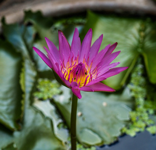 花莲花和喷泉