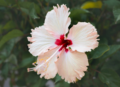 在冲绳的乳白色粉红色芙蓉花开