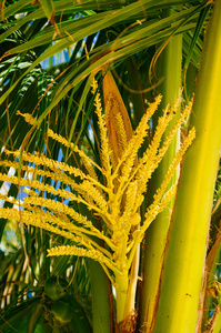 新鲜的绿色年轻椰子果实，椰子树上。椰子棵开花的树
