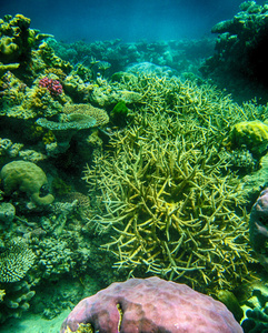 昆士兰州珊瑚礁