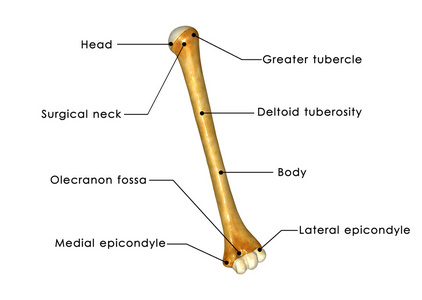 肱骨
