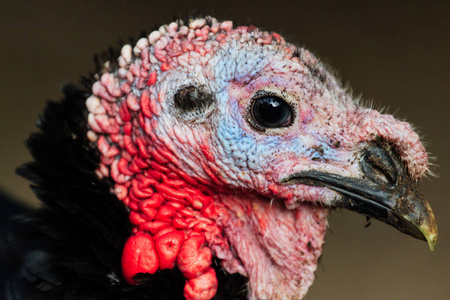 土耳其鸟 clouse 黑了。传统的圣诞食物