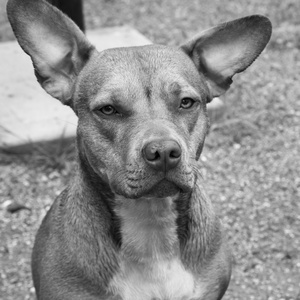 华丽的斗牛犬