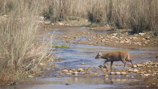 尼泊尔猪鹿过河