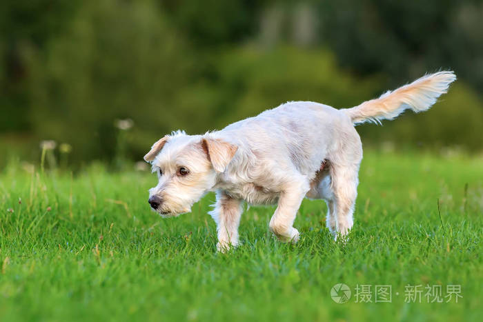梗类犬杂交狗走在一片草地